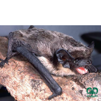 گونه خفاش برفکی Particoloured Bat 